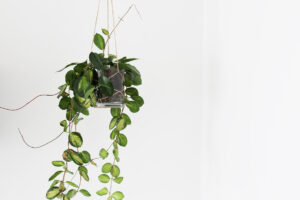 diy planteophæng
