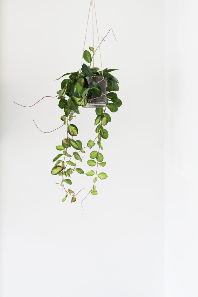 hoya carnosa